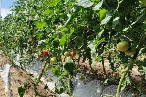 在大棚里面栽培草莓的方法，生长中期将温度保持在15-25℃