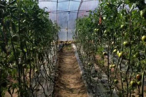 在大棚里面栽培草莓的方法，生长中期将温度保持在15-25℃