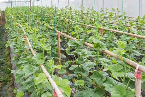 在大棚里面栽培草莓的方法，生长中期将温度保持在15-25℃