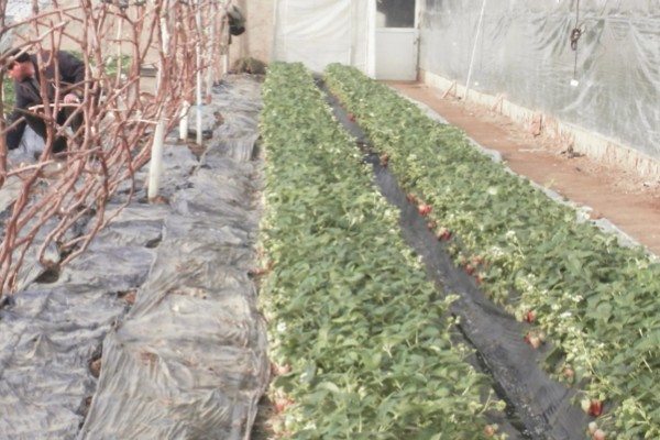 在大棚里面栽培草莓的方法，生长中期将温度保持在15-25℃