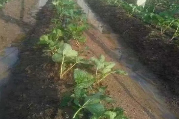 在大棚里面栽培草莓的方法，生长中期将温度保持在15-25℃