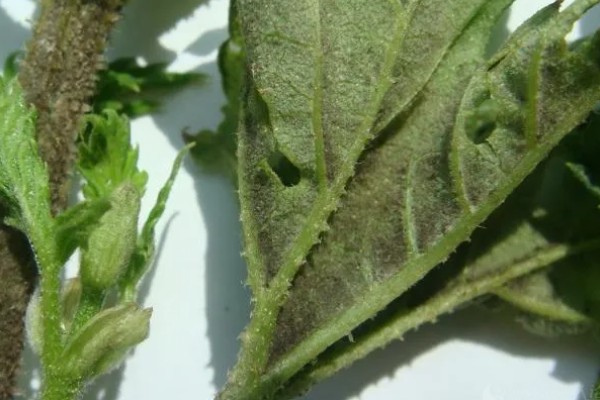 啤酒花怎么栽培，种子发芽后割下嫩芽重新栽植