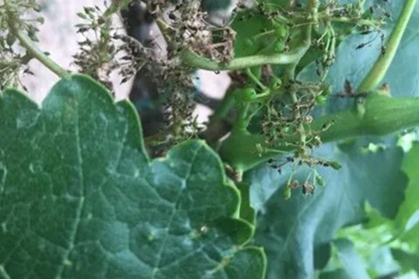 啤酒花怎么栽培，种子发芽后割下嫩芽重新栽植