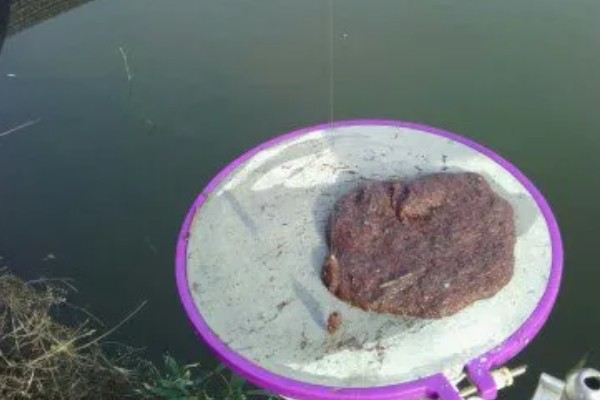 钓黄尾鱼的饵料配方，最佳钓饵是线虫