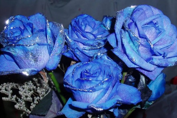 蓝玫瑰的花语，寓意承诺、无尽的祝福等