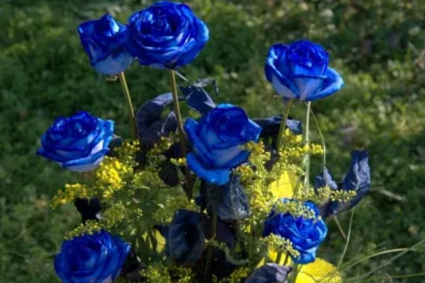 蓝玫瑰的花语，寓意承诺、无尽的祝福等