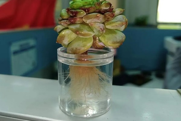 怎么水培多肉，先将根剪短至3-5厘米