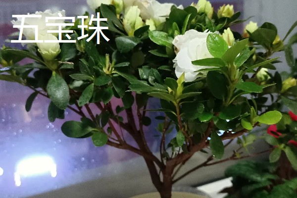 五宝杜鹃和普通杜鹃的区别是什么，五宝杜鹃是杜鹃中的一个独特品种