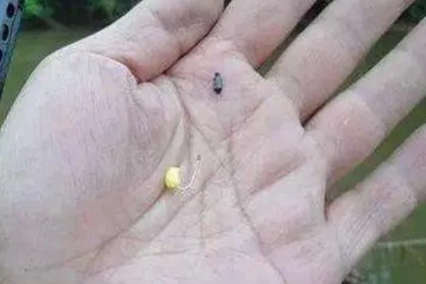 七星漂钓鲫鱼的技巧，作钓时还要根据鱼口情况及时续窝