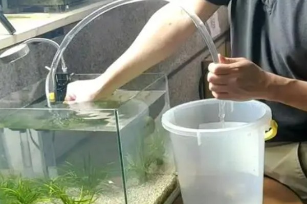 鱼缸的水多久换一次，一般要一周换一次