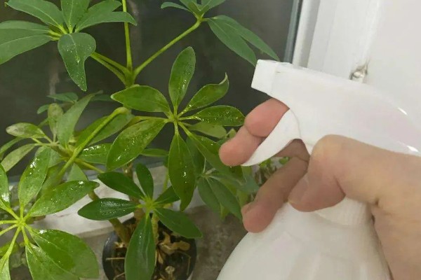 鸭掌木叶子一碰就掉怎么处理，要保证充足的光照