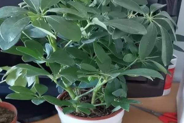 鸭掌木叶子一碰就掉怎么处理，要保证充足的光照