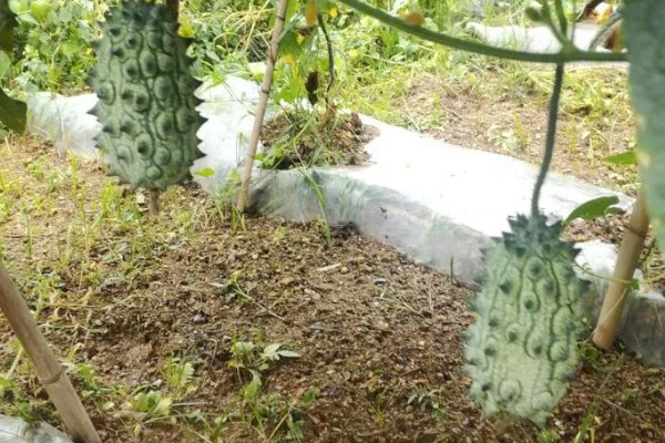 火参果怎么吃，可洗着吃或挖着吃