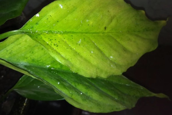 怎么修剪万年青，要及时对植株进行摘心处理