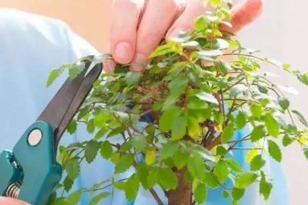 盆栽植物上的白霜怎么处理，需及时修剪