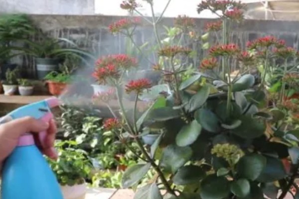 盆栽植物上的白霜怎么处理，需及时修剪