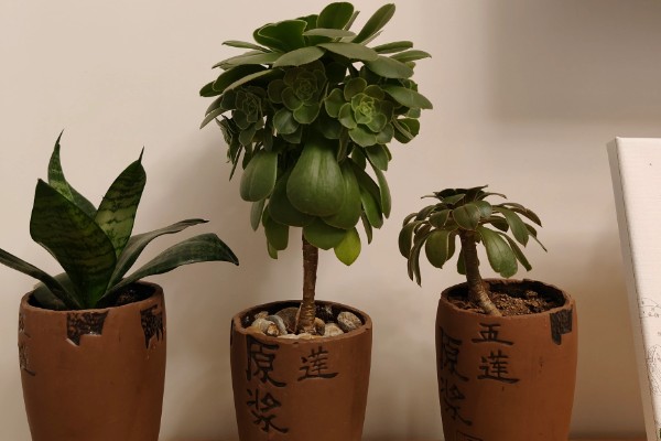 盆栽植物上的白霜怎么处理，需及时修剪