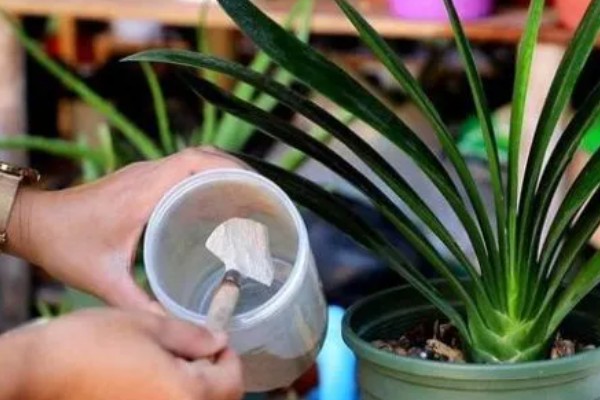 盆栽植物上的白霜怎么处理，需及时修剪
