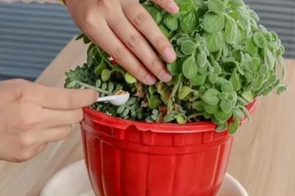 盆栽植物上的白霜怎么处理，需及时修剪