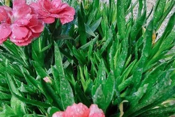 怎么养康乃馨，每7-10天追施一次薄肥