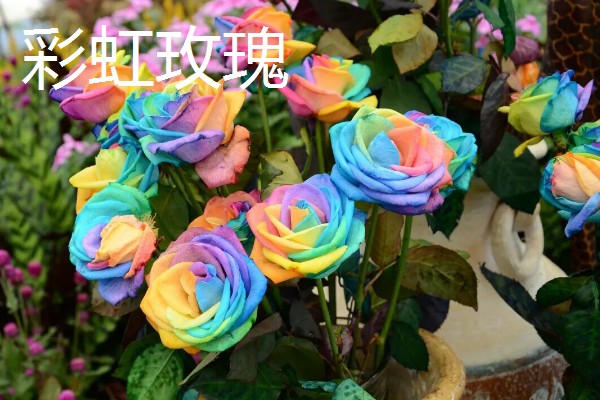 进口玫瑰花的品种，有绿薄荷、彩虹玫瑰等
