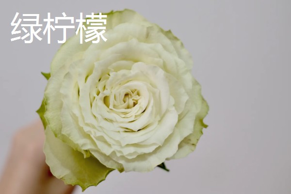 进口玫瑰花的品种，有绿薄荷、彩虹玫瑰等