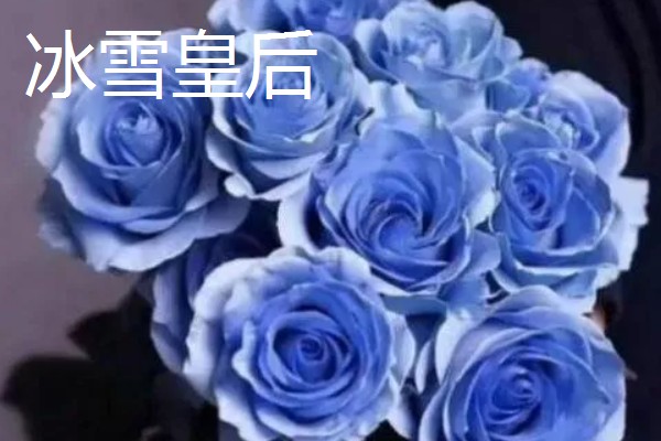 进口玫瑰花的品种，有绿薄荷、彩虹玫瑰等