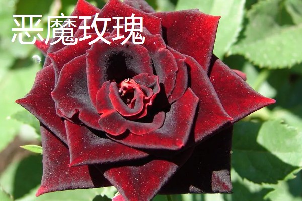 进口玫瑰花的品种，有绿薄荷、彩虹玫瑰等