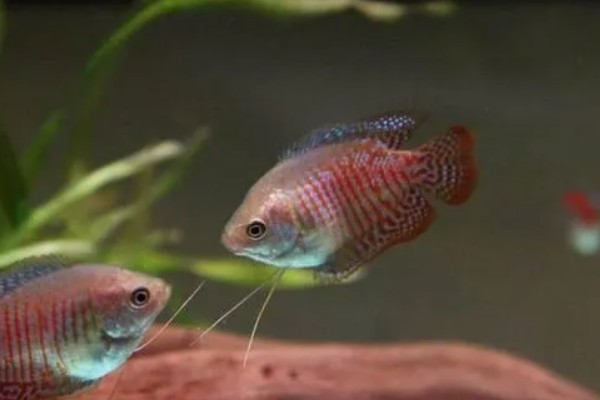 丽丽鱼的养殖方法，PH值保持在6.8-7.2