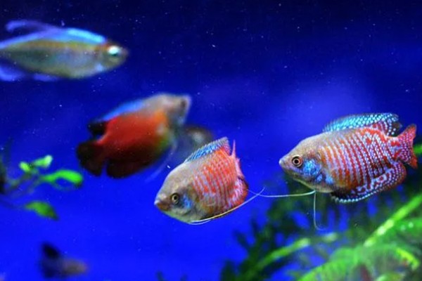 丽丽鱼的养殖方法，PH值保持在6.8-7.2