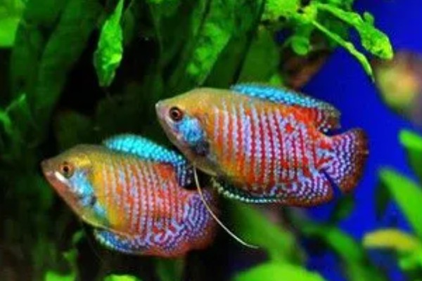 丽丽鱼的养殖方法，PH值保持在6.8-7.2