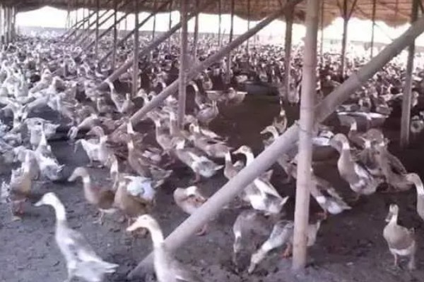 大棚养鸭的方法，夏季要做好防暑降温的工作