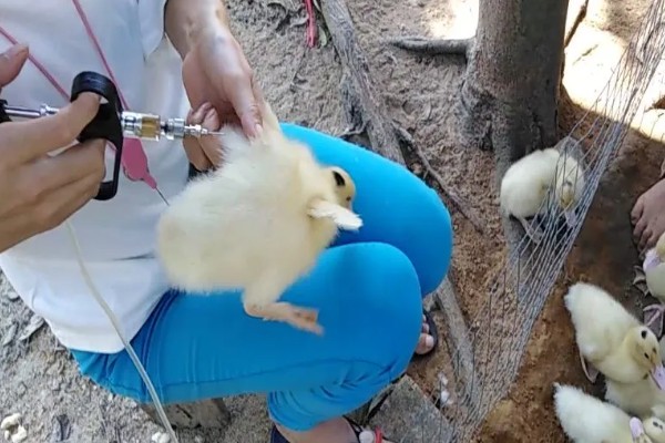 大棚养鸭的方法，夏季要做好防暑降温的工作