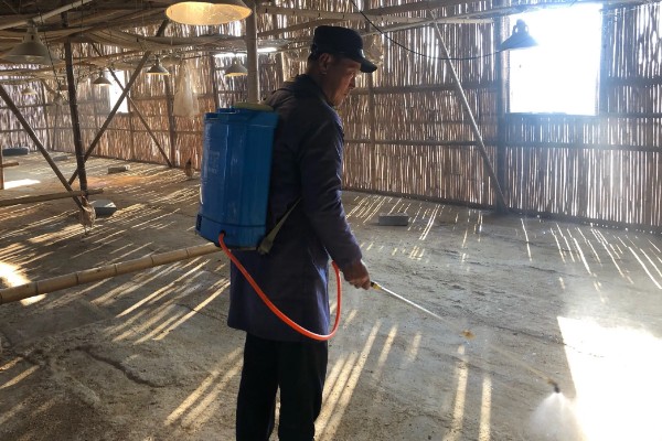 大棚养鸭的方法，夏季要做好防暑降温的工作