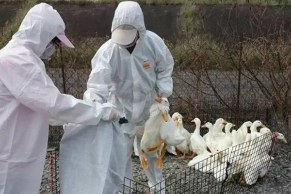 大棚养鸭的方法，夏季要做好防暑降温的工作