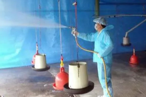 大棚养鸭的方法，夏季要做好防暑降温的工作