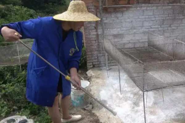 大棚养鸭的方法，夏季要做好防暑降温的工作