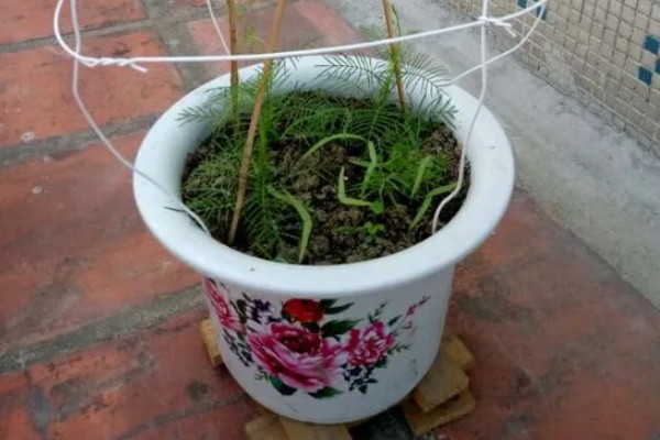 羽叶茑萝如何养殖，上完盆后浇一次透水