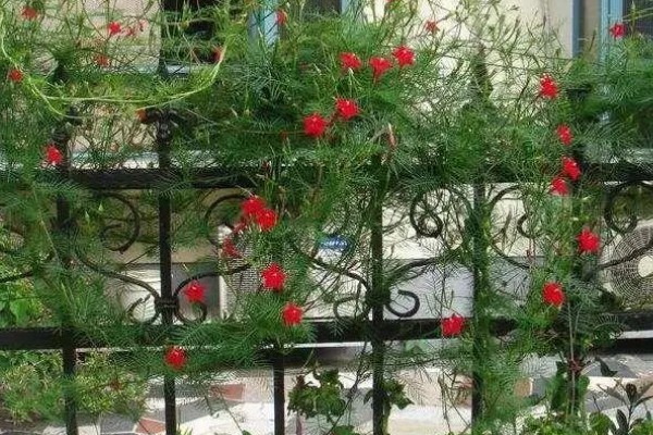 羽叶茑萝如何养殖，上完盆后浇一次透水