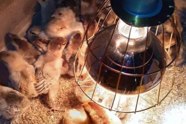 染色小鸡养不活的原因，被染料中的毒性侵害后会逐渐死亡