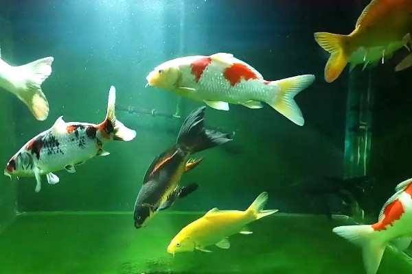 锦鲤鱼缸长青苔的原因，可能是光照过长所致