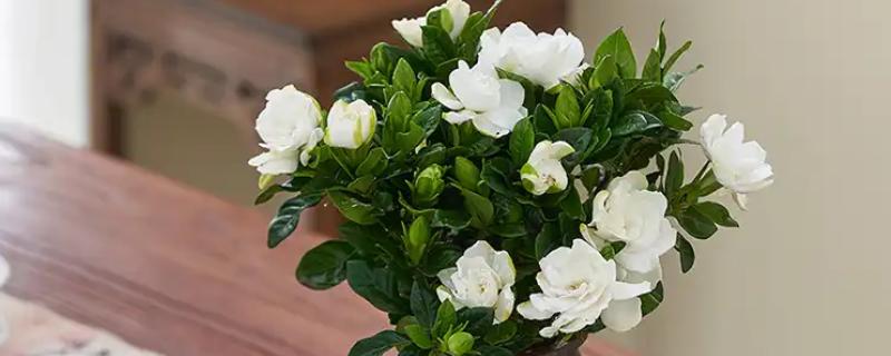 栀子花室内能养吗，栀子花可以养在室内