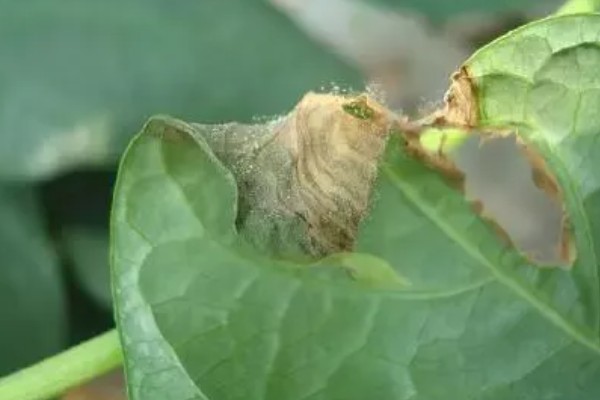 灰霉病有什么特点，病菌耐低温可在病残体上面越冬越夏