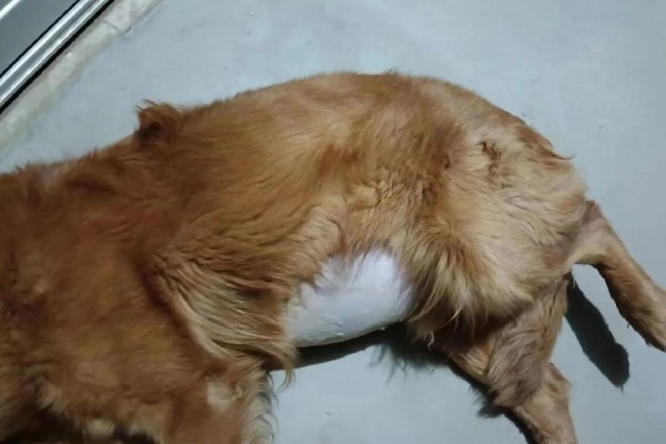 如何改善狗狗的营养不良，可以先调整饮食