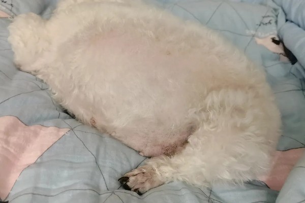 如何改善狗狗的营养不良，可以先调整饮食