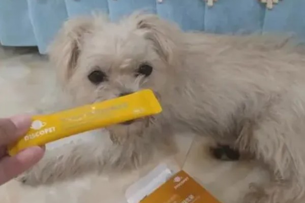 如何改善狗狗的营养不良，可以先调整饮食