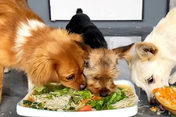 如何改善狗狗的营养不良，可以先调整饮食