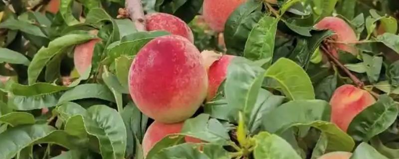 水蜜桃种子的种植方式,选择健康品种的水蜜桃种子