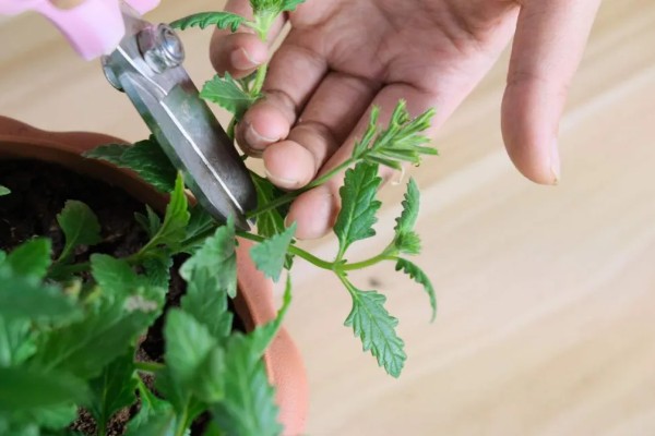 薄荷的养殖方法，喜欢较为湿润的生长环境