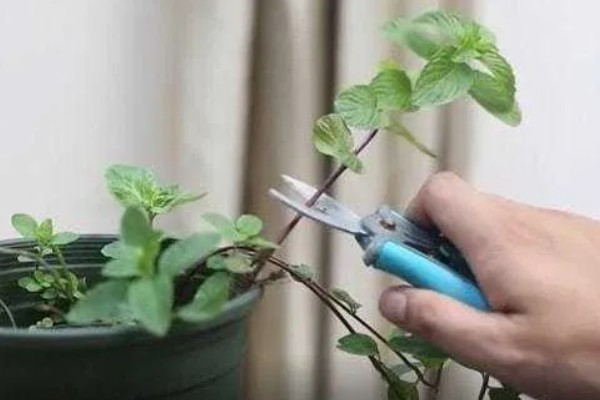 薄荷的养殖方法，喜欢较为湿润的生长环境